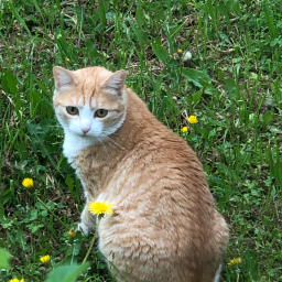 Горбачева Александра